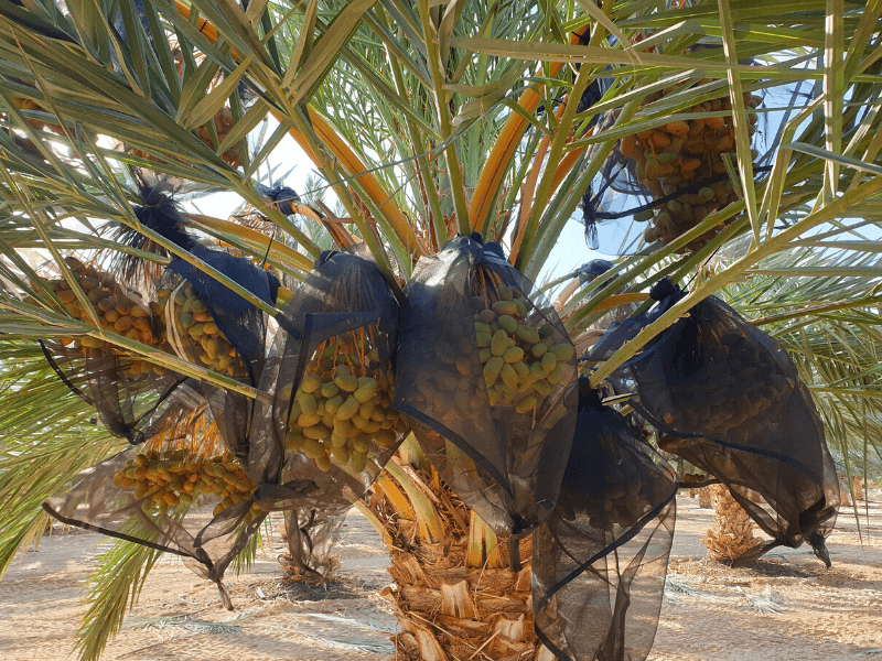 מטע תמרים בערבה משק אבני